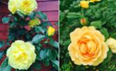 Vườn hoa hồng khoe sắc suốt 20 năm