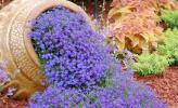 Những cách trồng hoa lạ mắt cho khu vườn nhà bạn