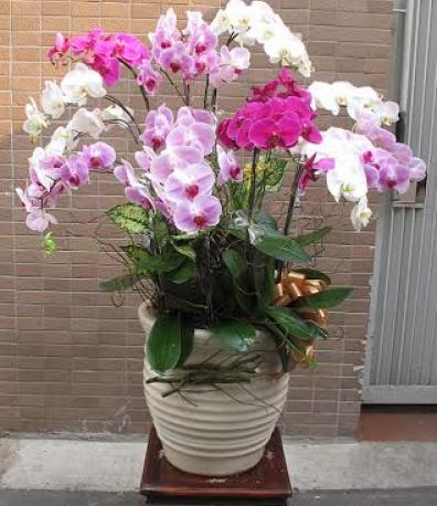 Ngẫu hứng